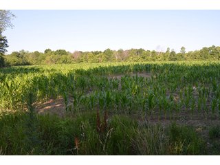 Property photo 56 - 64 Acre Farm Offered in 4 Tracts or in Combinations - Real Estate Auction